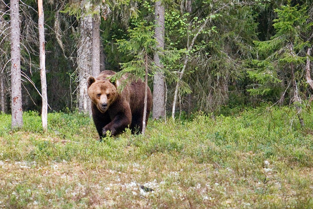 Bjorn_FIN5496.jpg - Brown Bear (Ursus arctos) Brun Bjørn, Easten Suomi June 2008