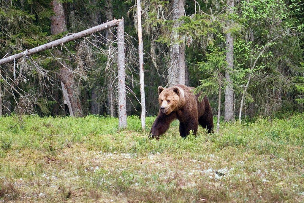 Bjorn_FIN5497.jpg - Brown Bear (Ursus arctos) Brun Bjørn, Easten Suomi June 2008