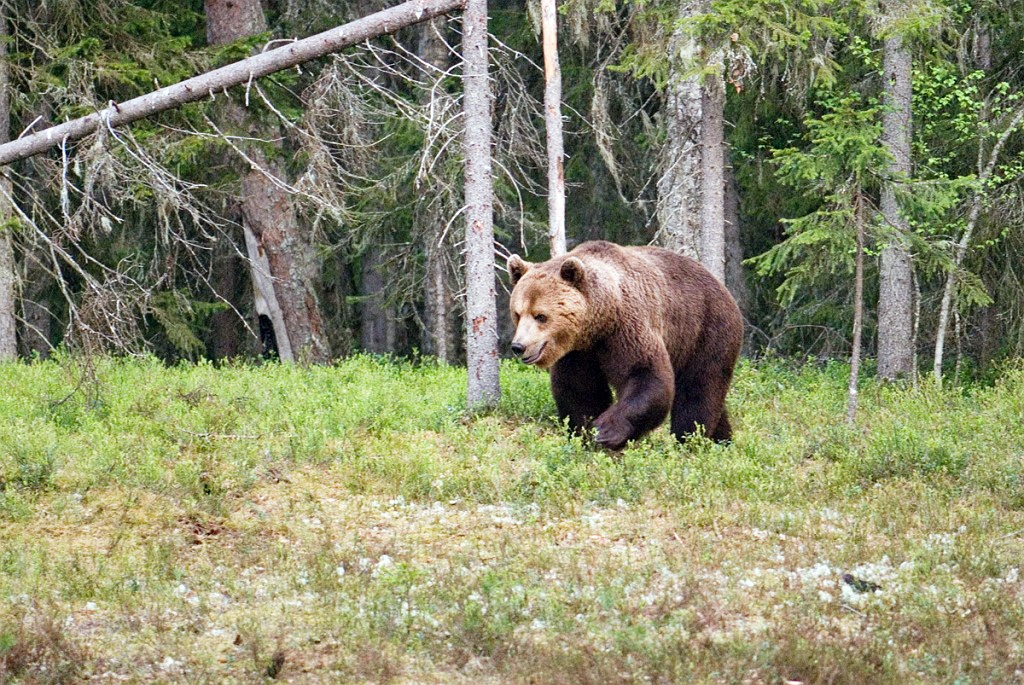 Bjorn_FIN5498.jpg - Brown Bear (Ursus arctos) Brun Bjørn, Easten Suomi June 2008