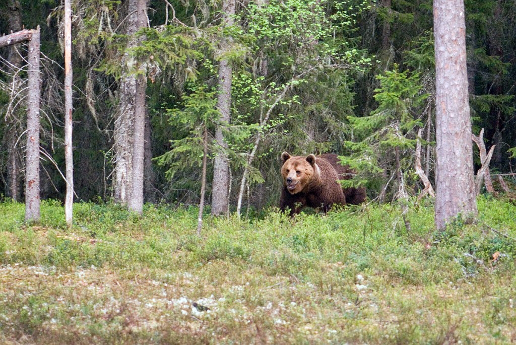 Bjorn_FIN5505.jpg - Brown Bear (Ursus arctos) Brun Bjørn, Easten Suomi June 2008