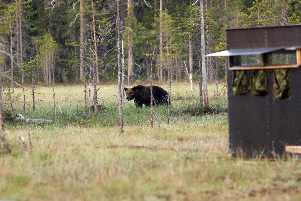 Bjorn_FIN5600.jpg - Brown Bear (Ursus arctos) Brun Bjørn, Easten Suomi June 2008