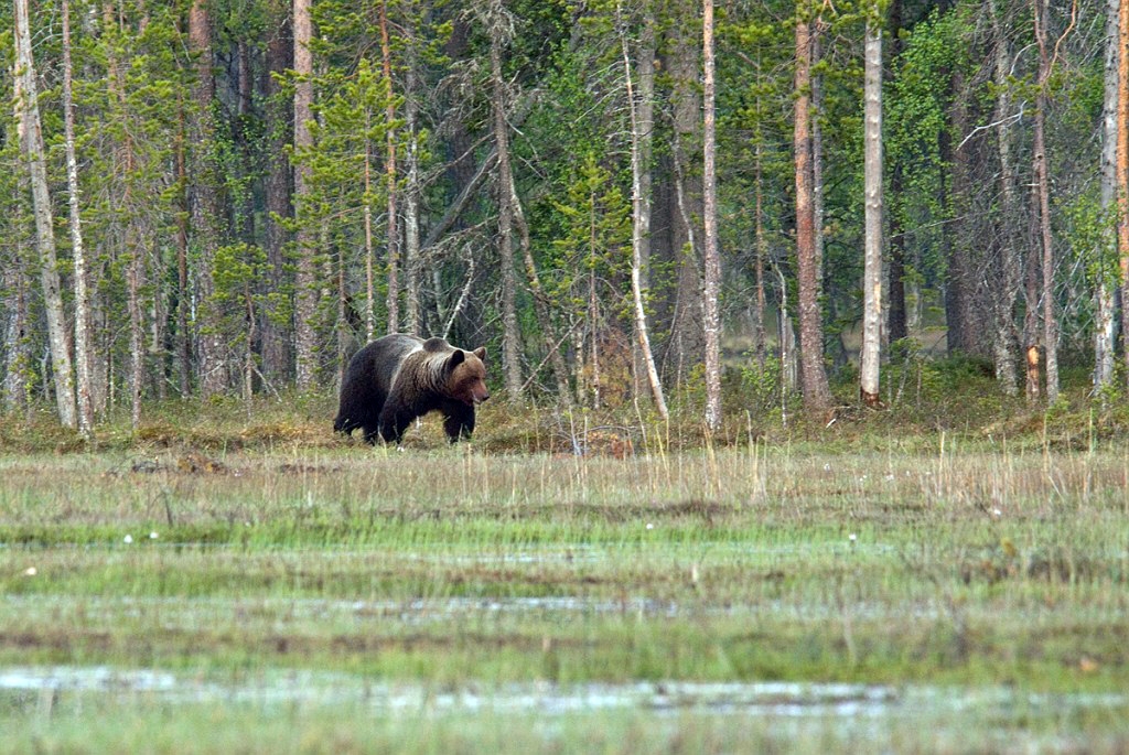 Bjorn_FIN5604a.jpg - Brown Bear (Ursus arctos) Brun Bjørn, Easten Suomi June 2008