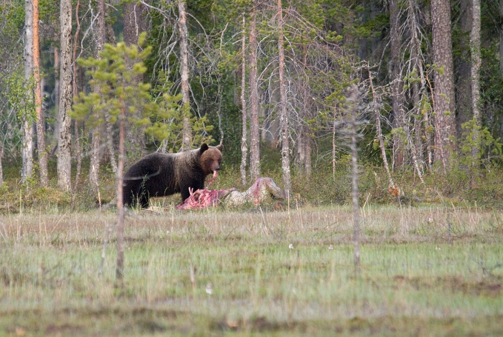 Bjorn_FIN5607.jpg - Brown Bear (Ursus arctos) Brun Bjørn, Easten Suomi June 2008