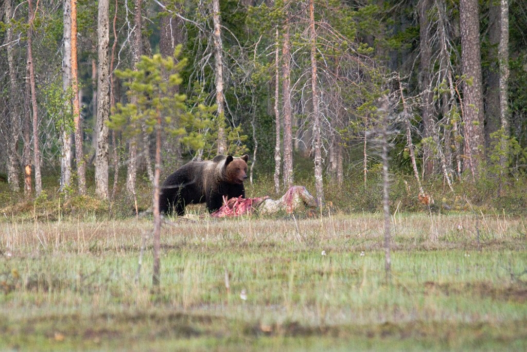 Bjorn_FIN5614.jpg - Brown Bear (Ursus arctos) Brun Bjørn, Easten Suomi June 2008