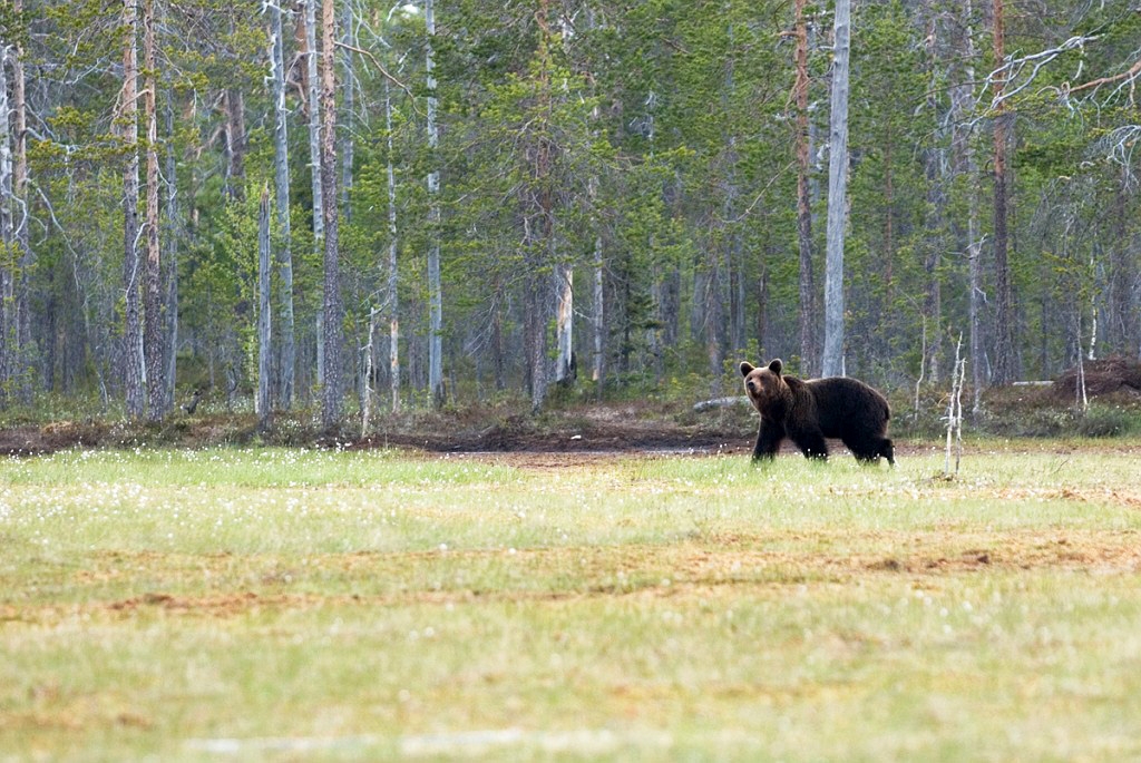 Bjorn_FIN5620.jpg - Brown Bear (Ursus arctos) Brun Bjørn, Easten Suomi June 2008