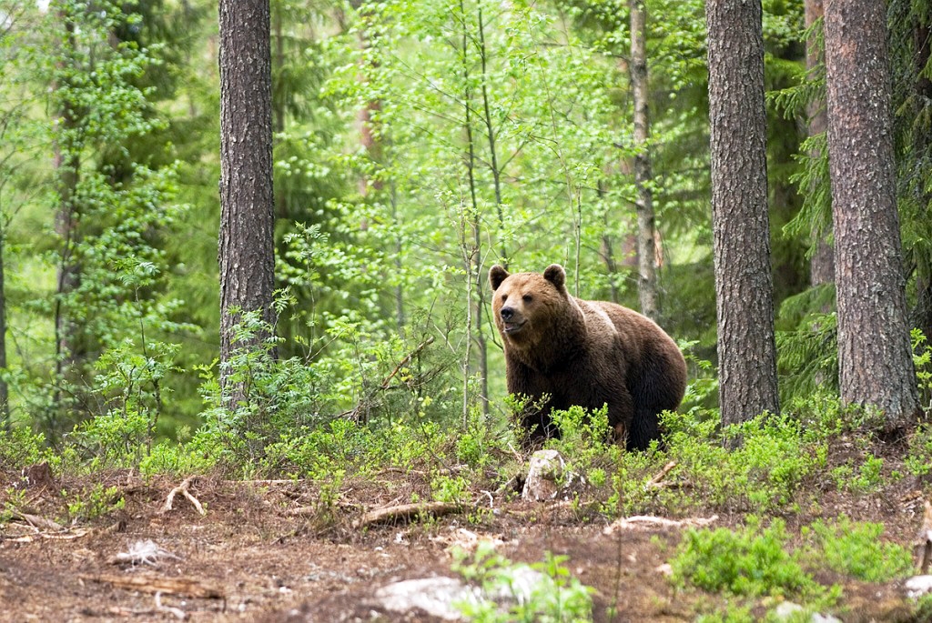 Bjorn_FIN5664.jpg - Brown Bear (Ursus arctos) Brun Bjørn, Easten Suomi June 2008