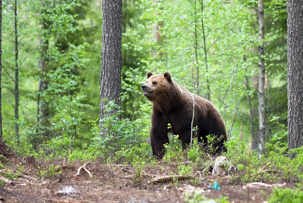 Bjorn_FIN5669.jpg - Brown Bear (Ursus arctos) Brun Bjørn, Easten Suomi June 2008