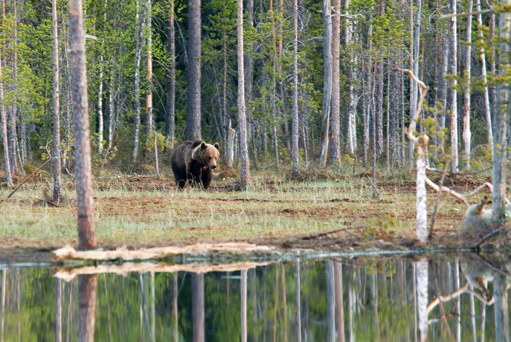 Bjørn_SWE5427.jpg - Brown Bear (Ursus arctos) Brun Bjørn, Easten Suomi June 2008