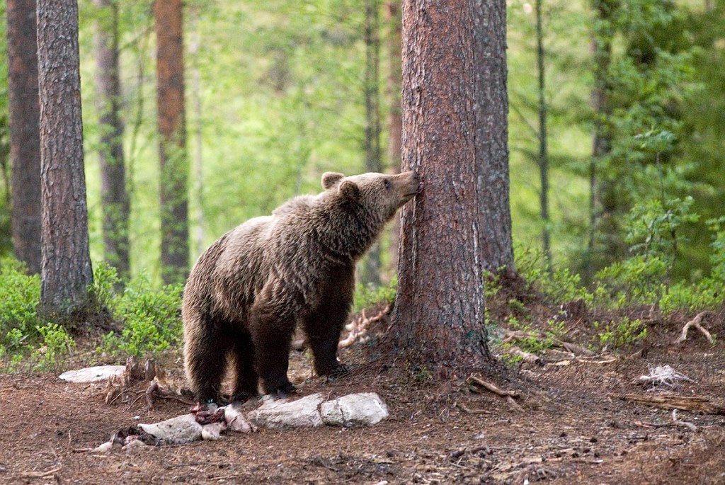 Bjorn_FIN5681.jpg - Brown Bear (Ursus arctos) Brun Bjørn, Easten Suomi June 2008