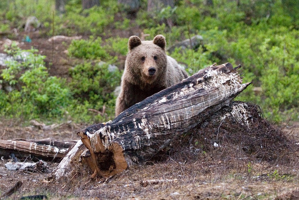 Bjorn_FIN5705.jpg - Brown Bear (Ursus arctos) Brun Bjørn, Easten Suomi June 2008