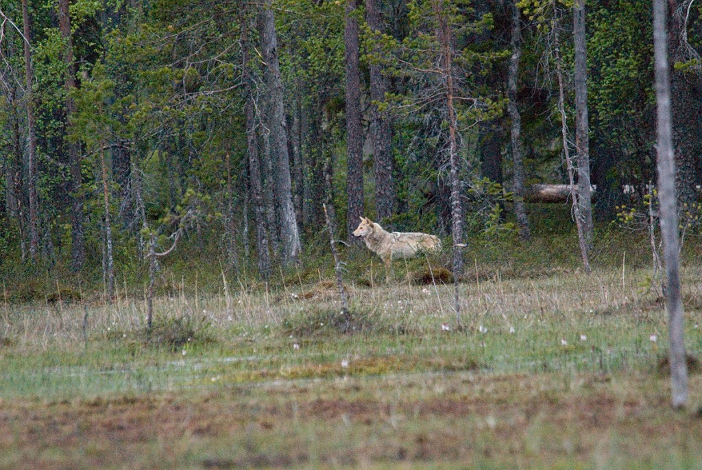 Ulv_FIN5568.jpg - Grey Wolf (Canis lupus) Ulv, Eastern Suomi June 2008