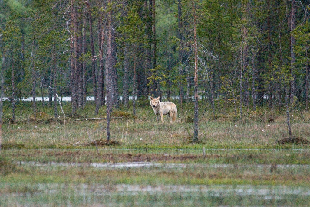 Ulv_FIN5578.jpg - Grey Wolf (Canis lupus) Ulv, Eastern Suomi June 2008