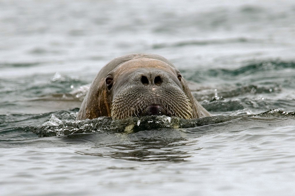 Fotos/Mammals/Europe/Walrus (Hvalros)/2507 Hvalros18