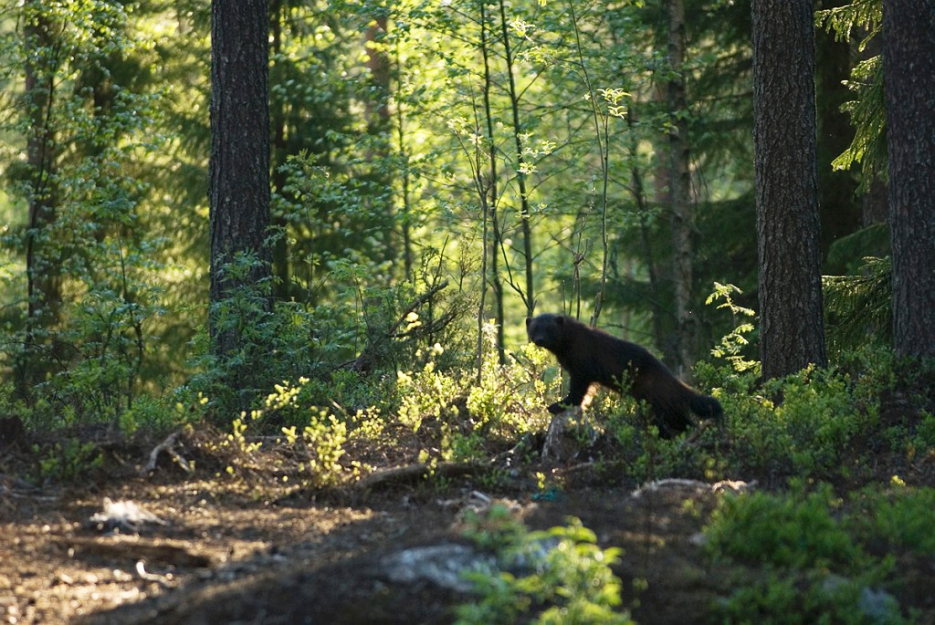 Jarv_FIN5669.jpg - Wolverine (Gulo gulo) Jærv, Eastern Suomi June 2008