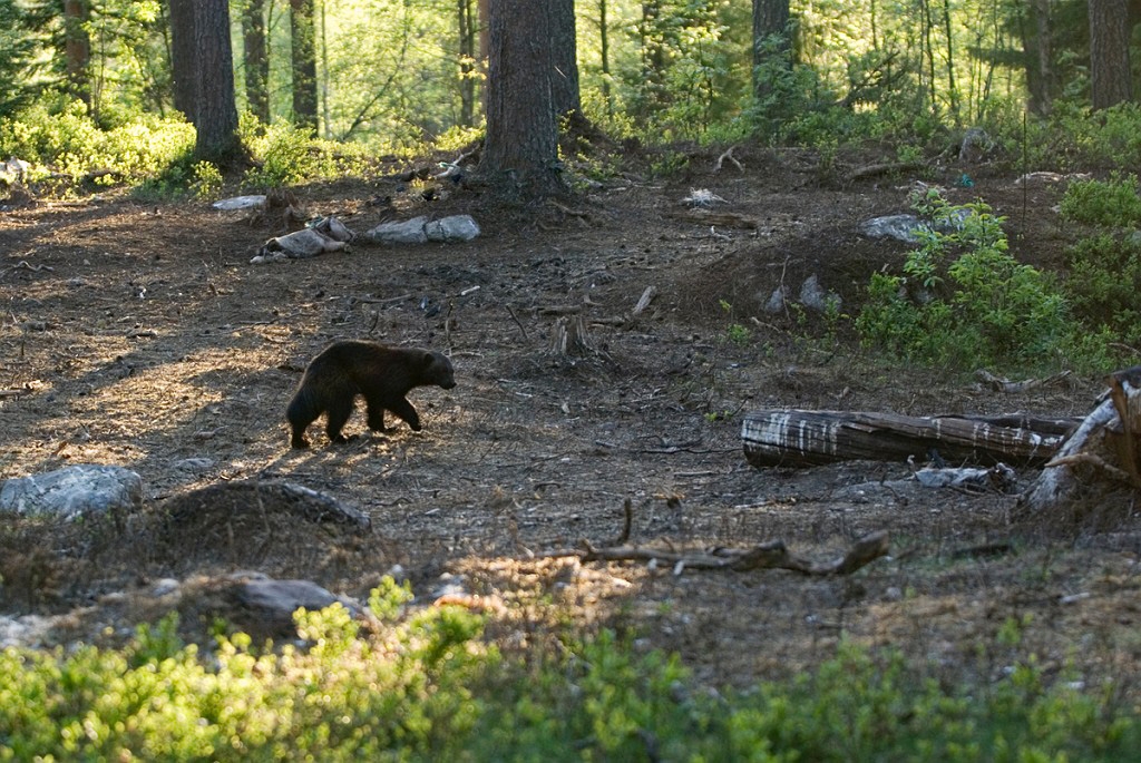 Jarv_FIN5786.jpg - Wolverine (Gulo gulo) Jærv, Eastern Suomi June 2008