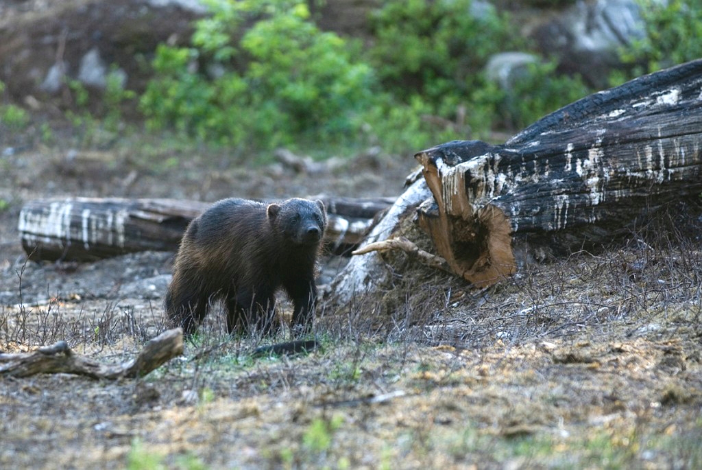 Jarv_FIN5788.jpg - Wolverine (Gulo gulo) Jærv, Eastern Suomi June 2008