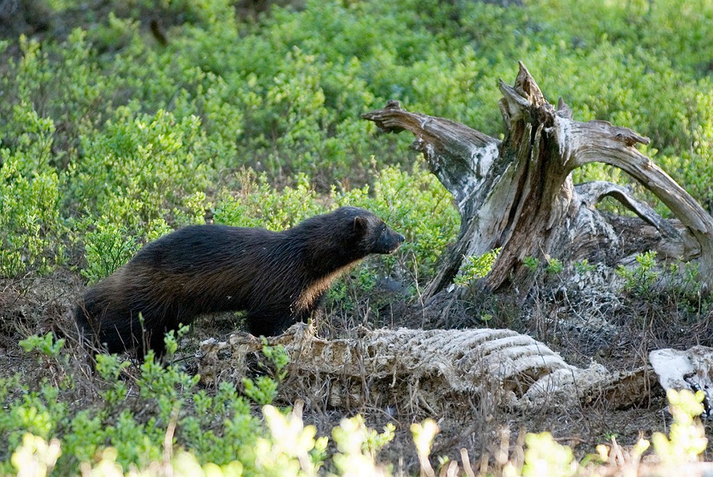 Jarv_FIN5828.jpg - Wolverine (Gulo gulo) Jærv, Eastern Suomi June 2008