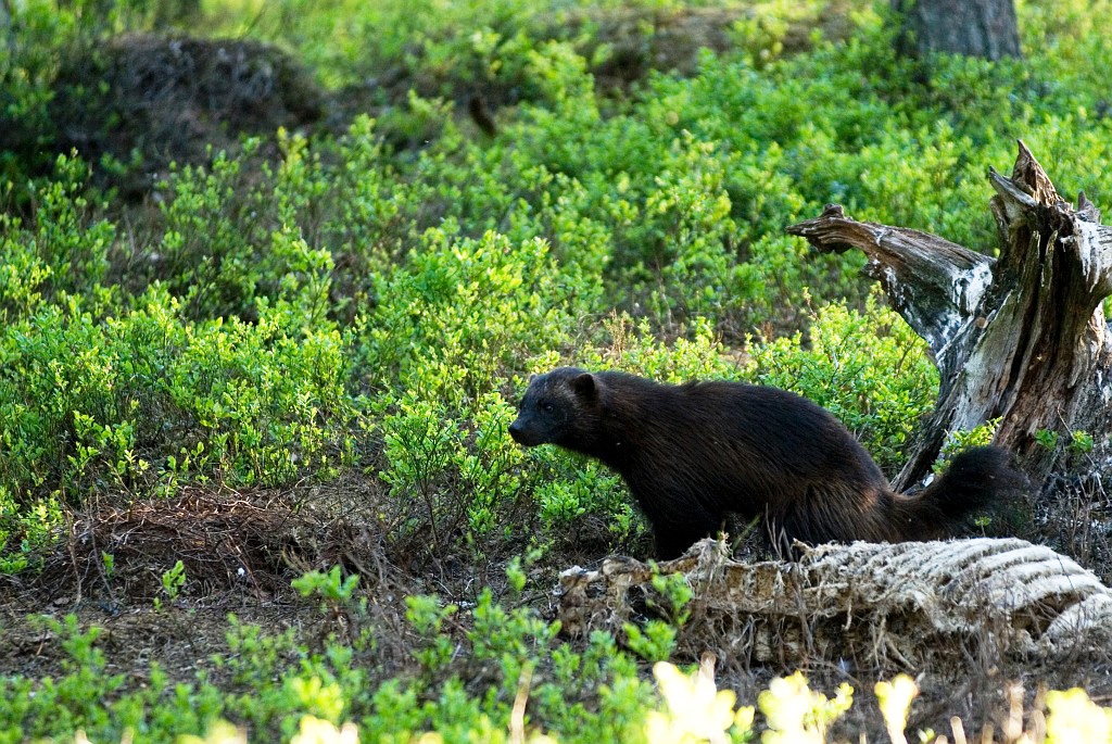 Jarv_FIN5836.jpg - Wolverine (Gulo gulo) Jærv, Eastern Suomi June 2008