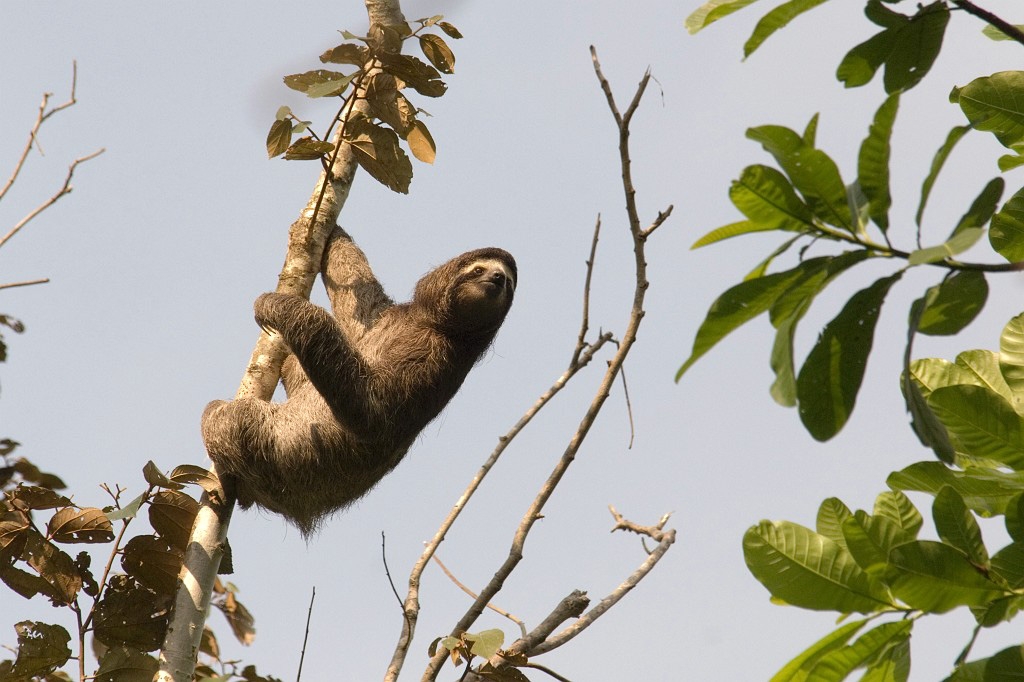 Dovendyr_PAN0126.jpg - Brown-throated Three-toed Sloth (Bradypus variegates), Panama 2007