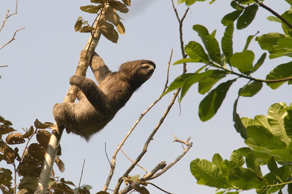 Dovendyr_PAN0127.jpg - Brown-throated Three-toed Sloth (Bradypus variegates), Panama 2007