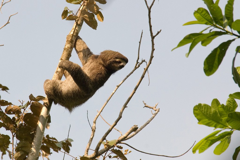 Dovendyr_PAN0129.jpg - Brown-throated Three-toed Sloth (Bradypus variegates), Panama 2007