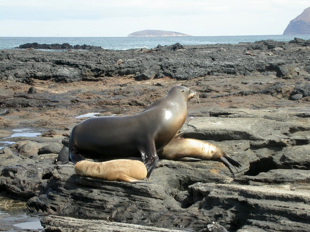 DSCN2312.JPG - Galápagos Sea Lion (Zalophus californianus wollbacki), Galapagos Islands 2003