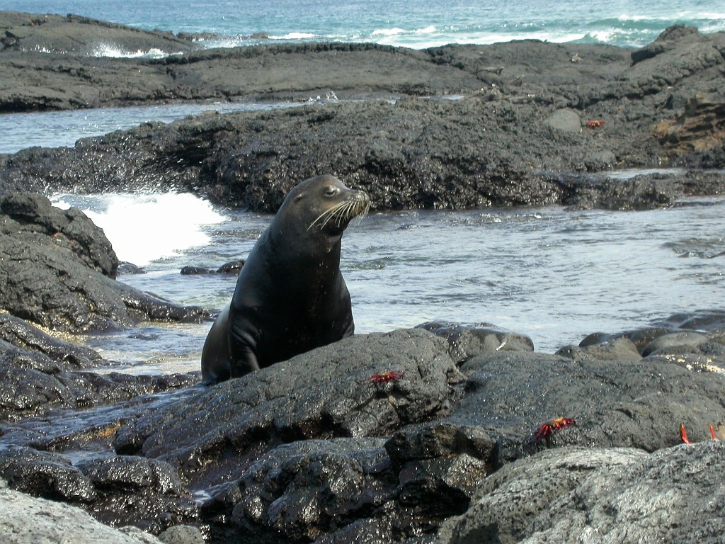 DSCN2316.JPG - Galápagos Sea Lion (Zalophus californianus wollbacki), Galapagos Islands 2003