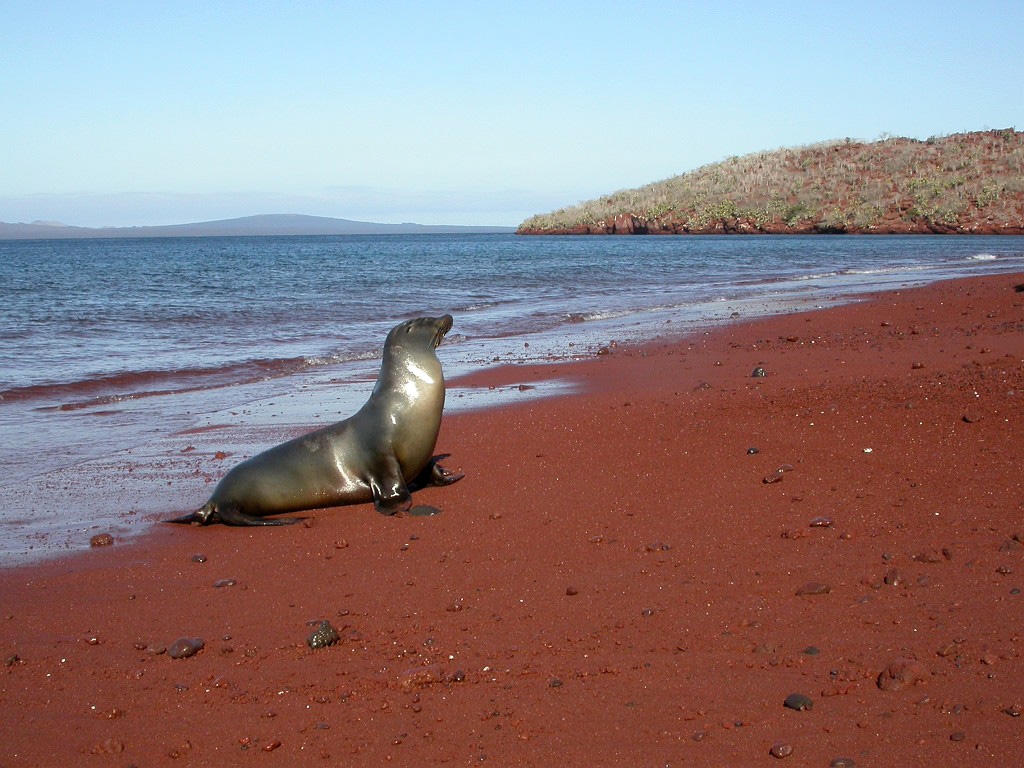 DSCN2330.JPG - Galápagos Sea Lion (Zalophus californianus wollbacki), Galapagos Islands 2003