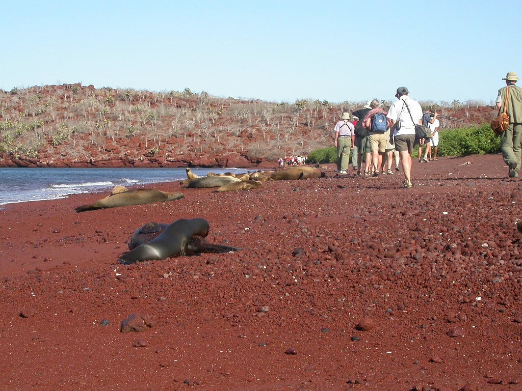 DSCN2331.JPG - Galápagos Sea Lion (Zalophus californianus wollbacki), Galapagos Islands 2003