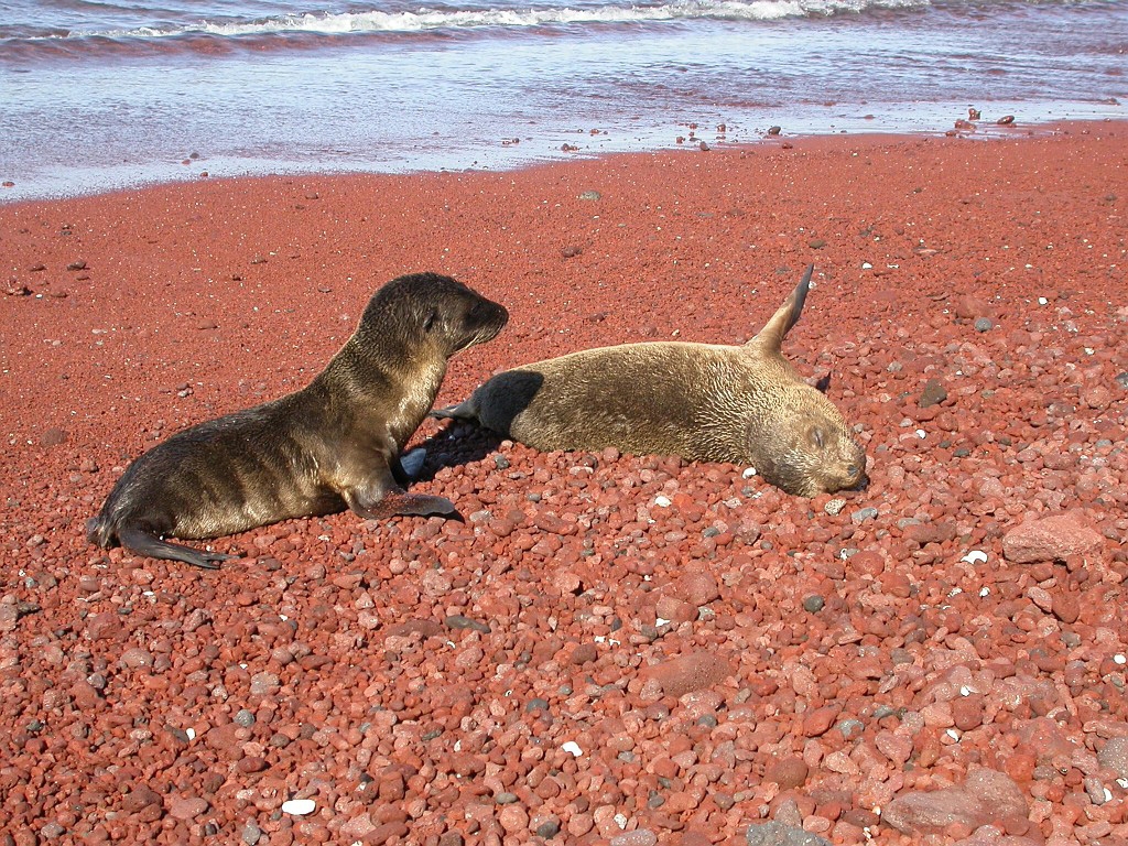 DSCN2332.JPG - Galápagos Sea Lion (Zalophus californianus wollbacki), Galapagos Islands 2003