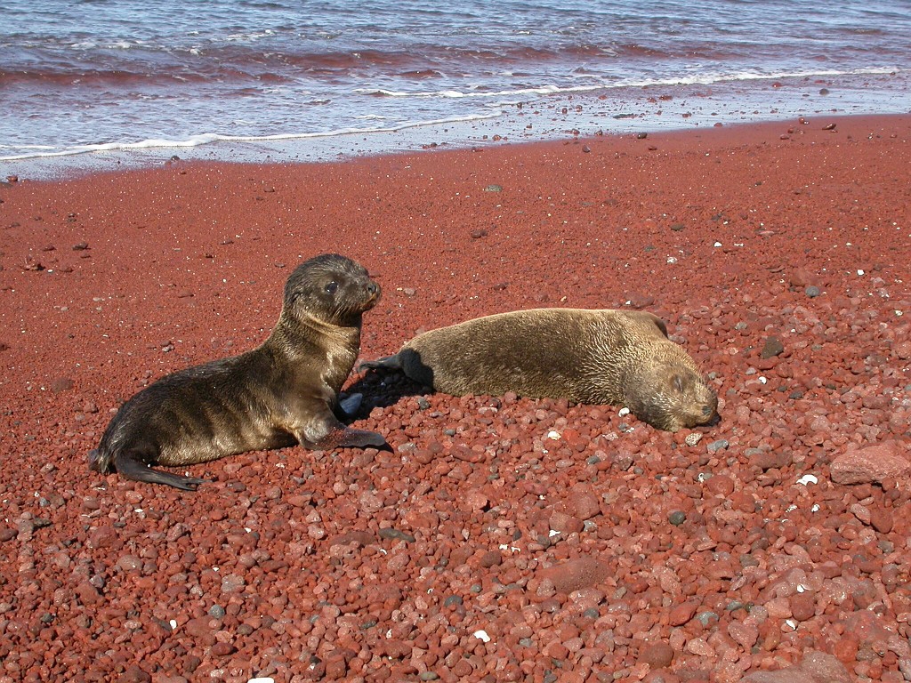 DSCN2333.JPG - Galápagos Sea Lion (Zalophus californianus wollbacki), Galapagos Islands 2003