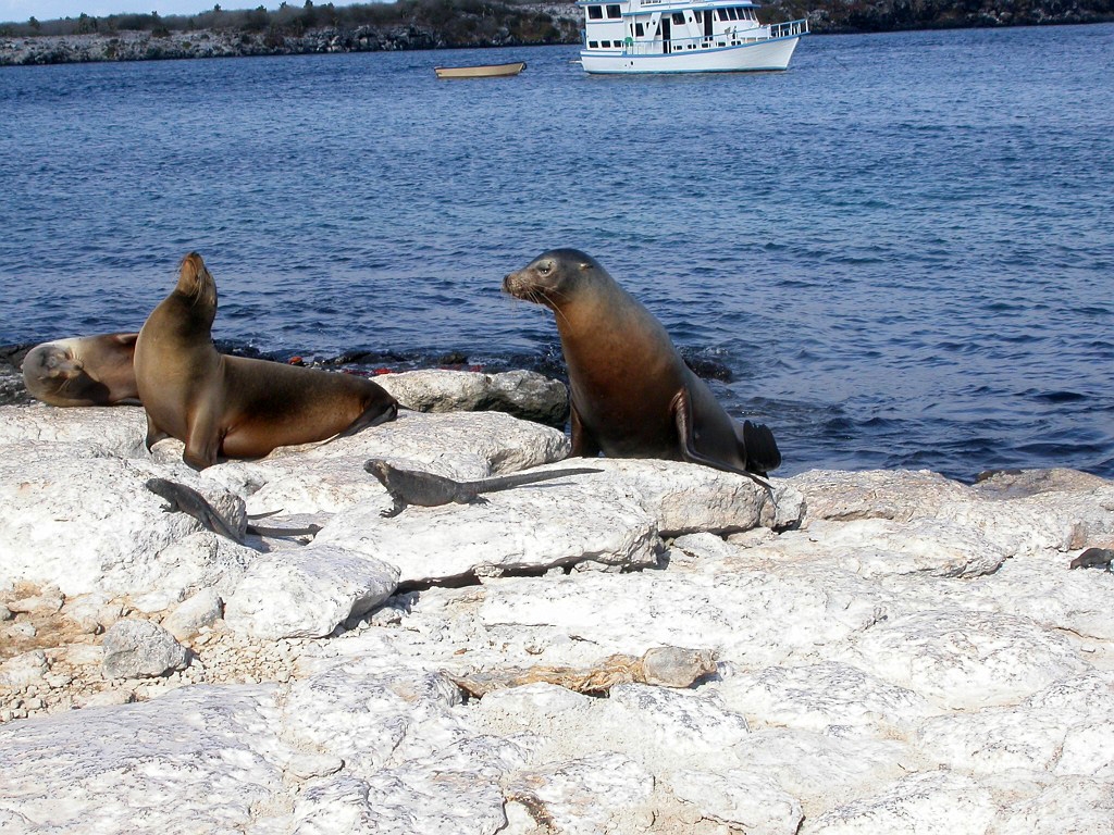 DSCN2352.JPG - Galápagos Sea Lion (Zalophus californianus wollbacki), Galapagos Islands 2003