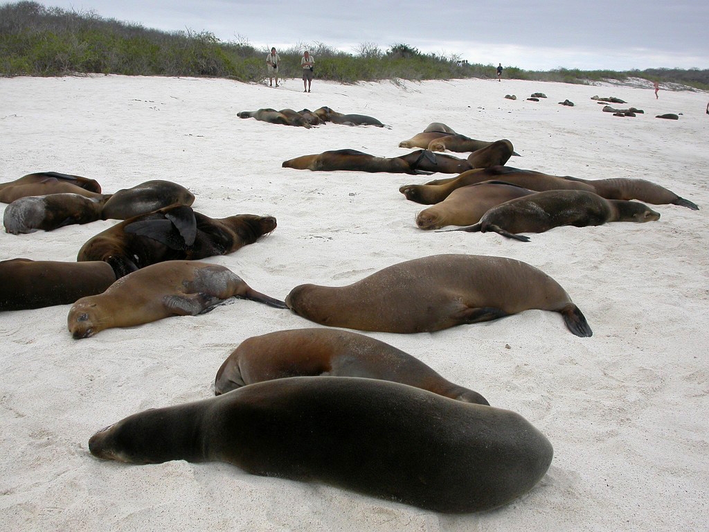 DSCN2493.JPG - Galápagos Sea Lion (Zalophus californianus wollbacki), Galapagos Islands 2003