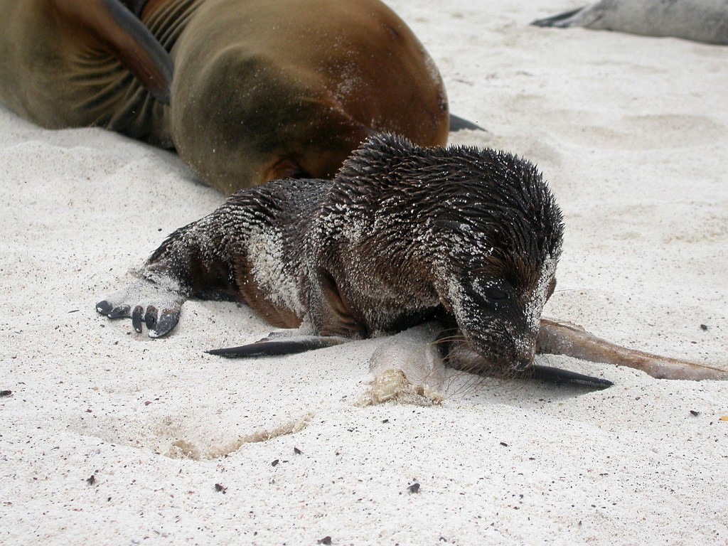 DSCN2496.JPG - Galápagos Sea Lion (Zalophus californianus wollbacki), Galapagos Islands 2003