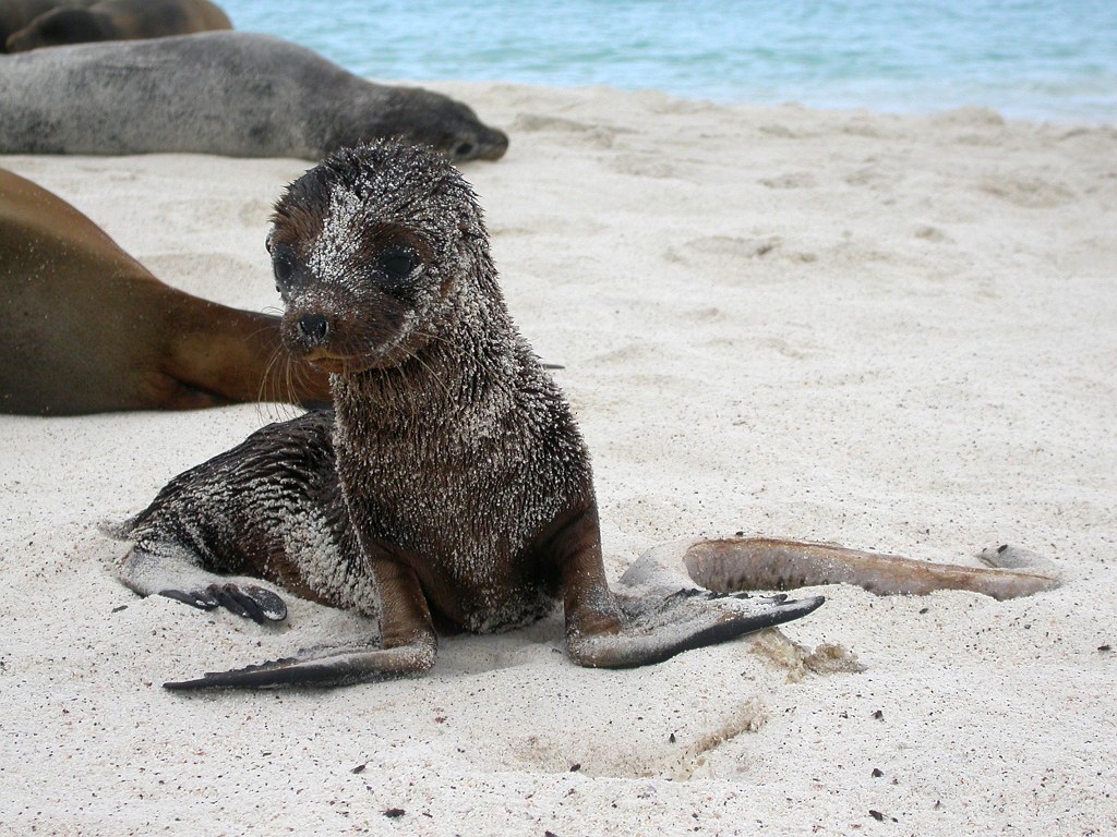 DSCN2497.JPG - Galápagos Sea Lion (Zalophus californianus wollbacki), Galapagos Islands 2003