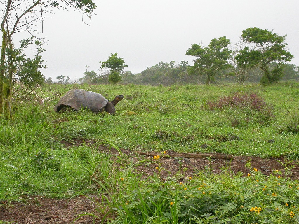 DSCN2532.JPG - Giant Tortoise (Geohelone elephantopus), Galapasgos Islands 2003