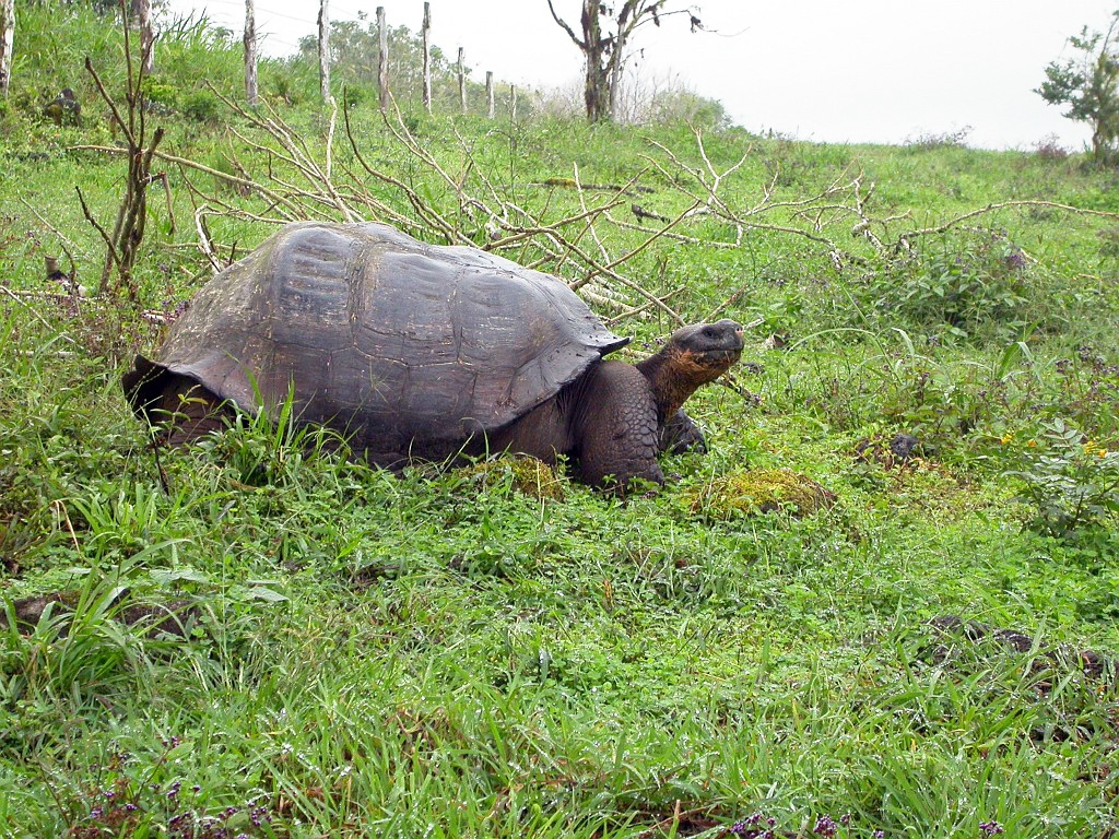 DSCN2536.JPG - Giant Tortoise (Geohelone elephantopus), Galapasgos Islands 2003