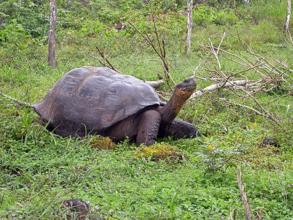 DSCN2538.JPG - Giant Tortoise (Geohelone elephantopus), Galapasgos Islands 2003