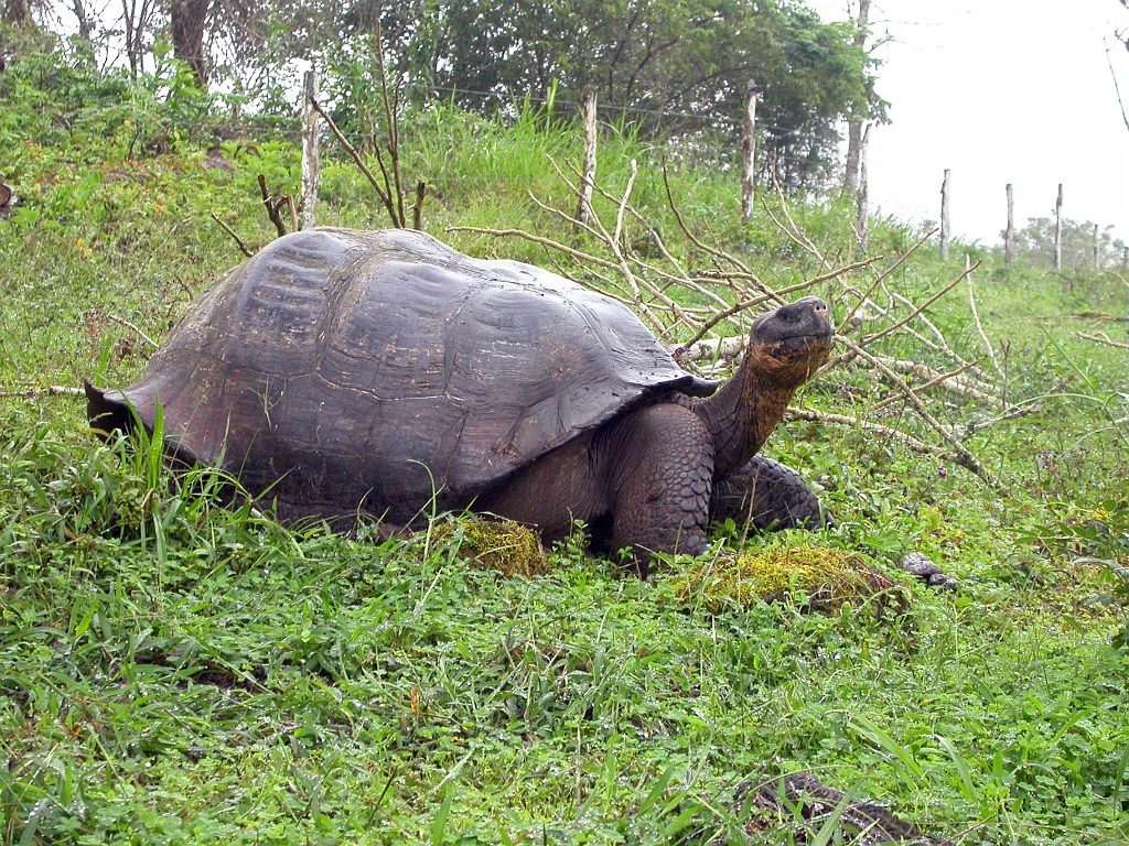 DSCN2539.JPG - Giant Tortoise (Geohelone elephantopus), Galapasgos Islands 2003