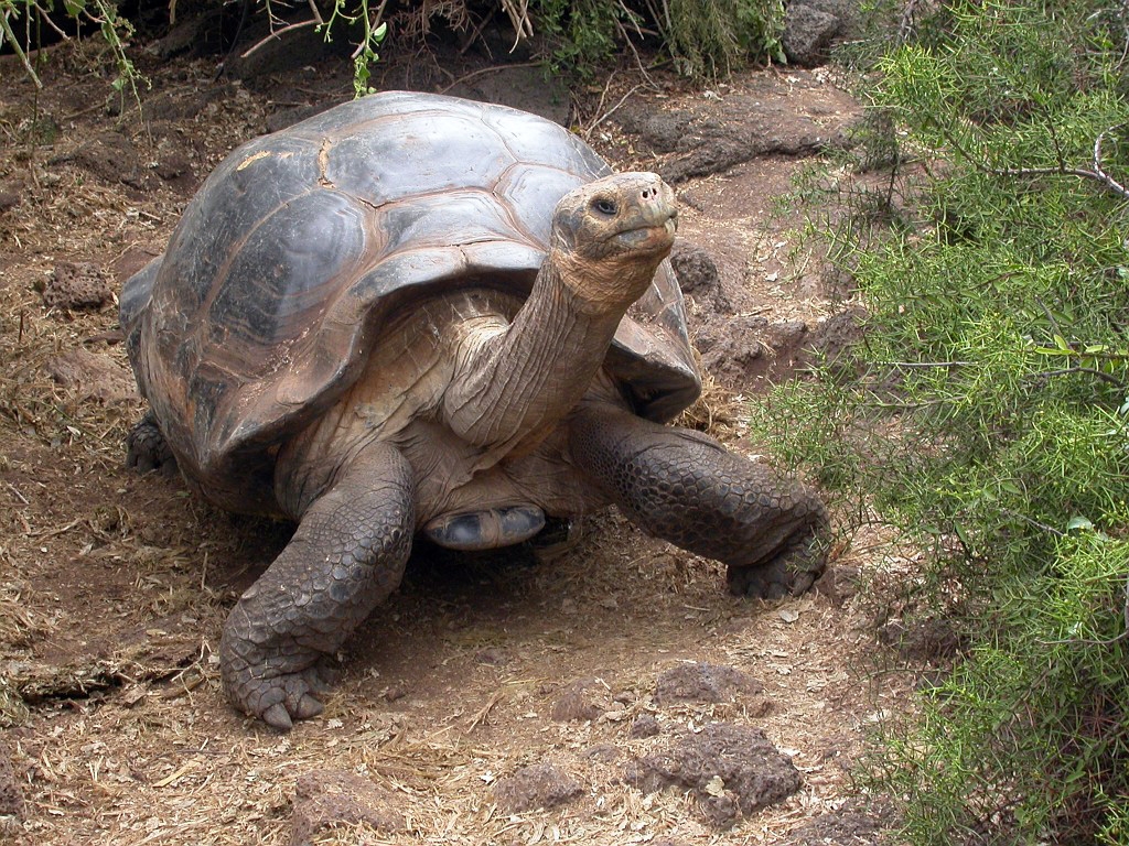 DSCN2547.JPG - Giant Tortoise (Geohelone elephantopus), Galapasgos Islands 2003