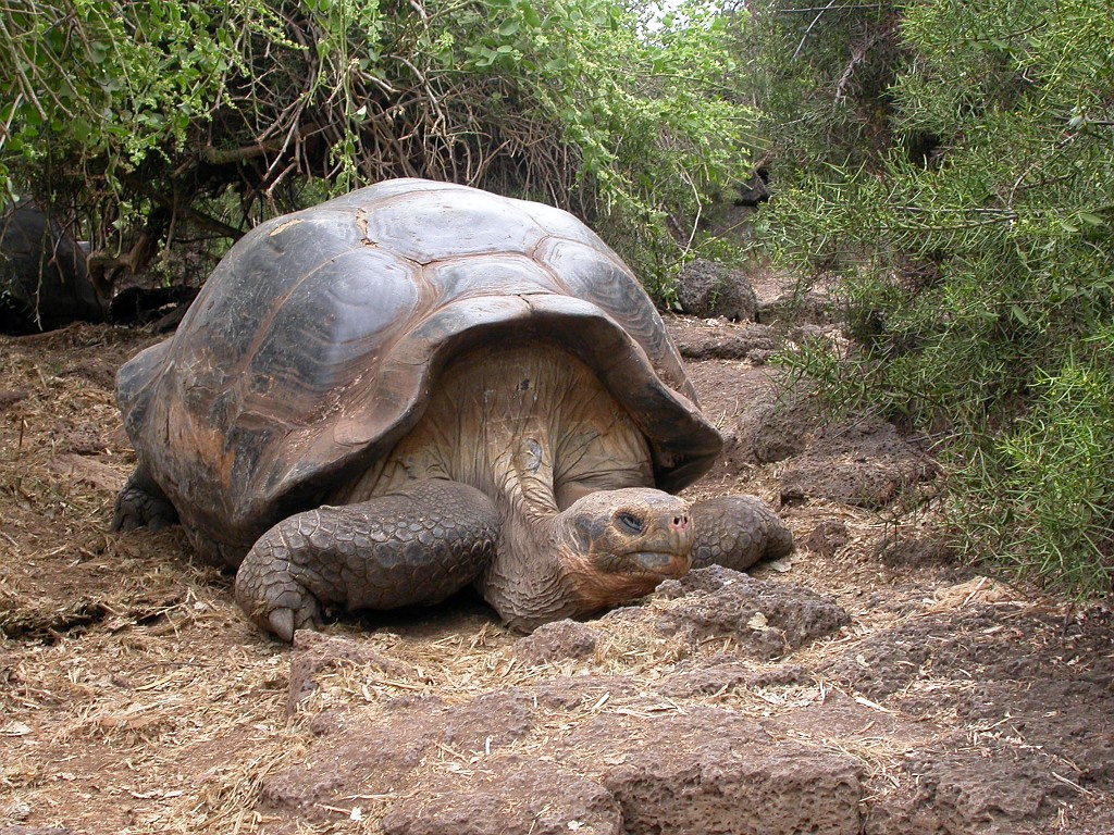 DSCN2549.JPG - Giant Tortoise (Geohelone elephantopus), Galapasgos Islands 2003