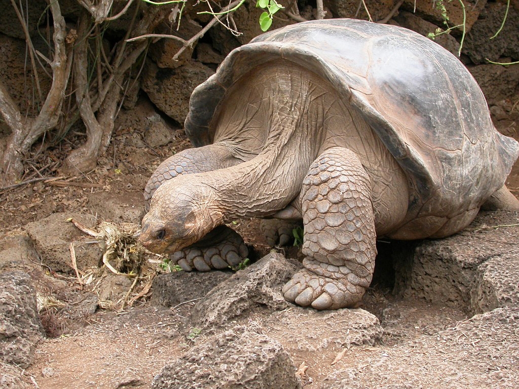 DSCN2551.JPG - Giant Tortoise (Geohelone elephantopus), Galapasgos Islands 2003