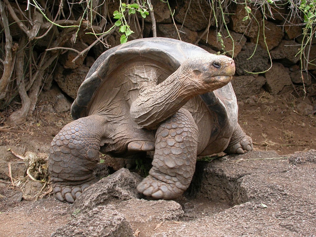 DSCN2553.JPG - Giant Tortoise (Geohelone elephantopus), Galapasgos Islands 2003