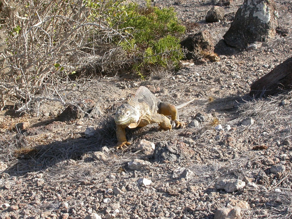 DSCN2358.JPG - Galapagos Land Iguana (Conolophus subcristatus), Galapagos Islands 2003