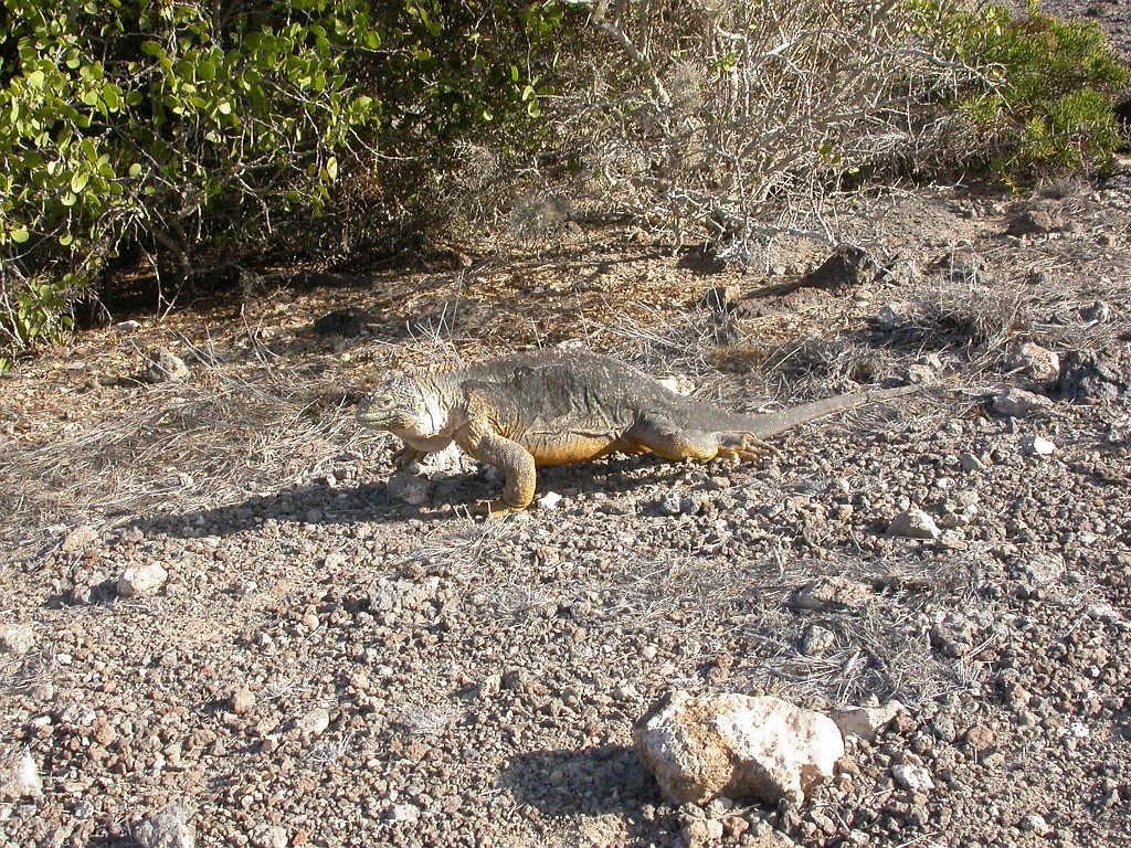 DSCN2360.JPG - Galapagos Land Iguana (Conolophus subcristatus), Galapagos Islands 2003