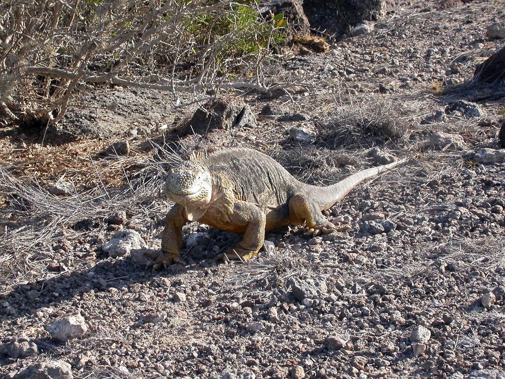 DSCN2361.JPG - Galapagos Land Iguana (Conolophus subcristatus), Galapagos Islands 2003