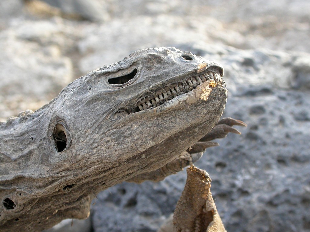 DSCN2367.JPG - Galapagos Land Iguana (Conolophus subcristatus), Galapagos Islands 2003