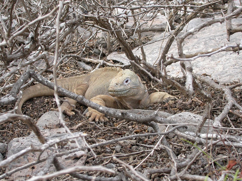 DSCN2368.JPG - Galapagos Land Iguana (Conolophus subcristatus), Galapagos Islands 2003