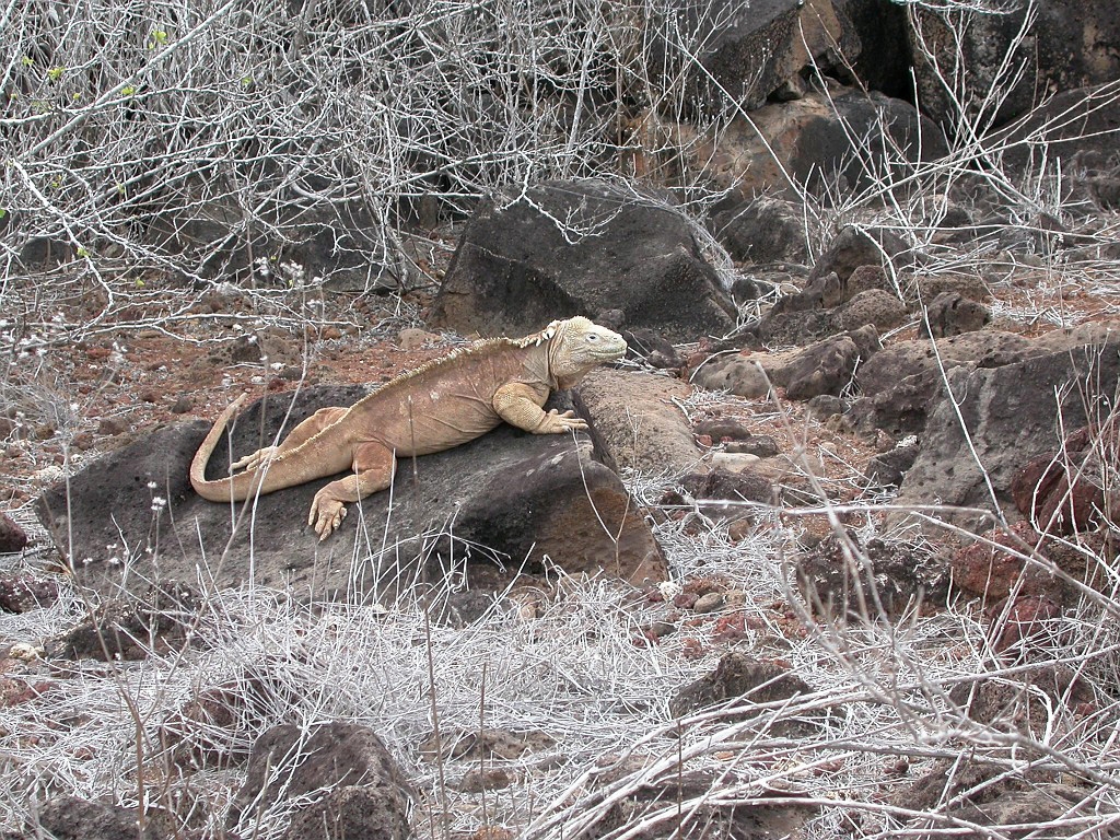 DSCN2383.JPG - Galapagos Land Iguana (Conolophus subcristatus), Galapagos Islands 2003