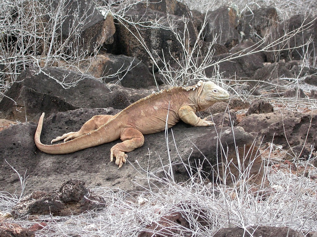 DSCN2386.JPG - Galapagos Land Iguana (Conolophus subcristatus), Galapagos Islands 2003